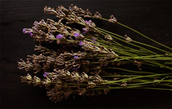 夏末秋初の鉢植え花おすすめ7選！秋まで咲き続ける長花期植物