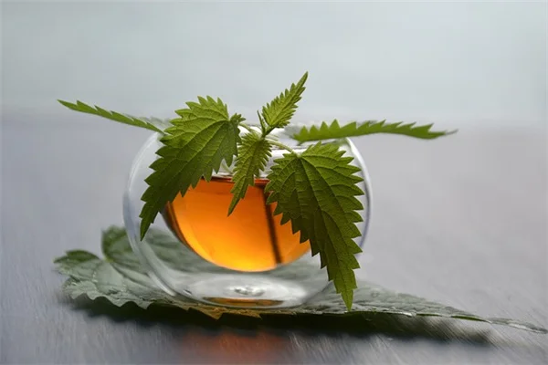植物識別アプリ完全無料で使える？おすすめと撮影のコツ