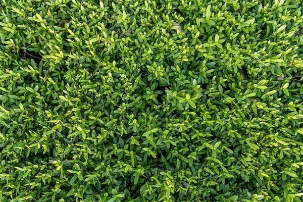クラックガーデニング初心者向け｜隙間に種をまく7つの花とコツ