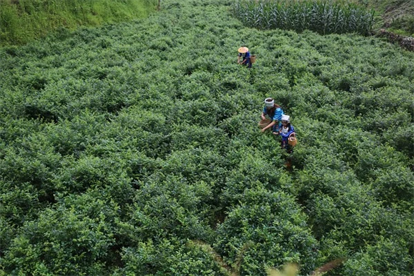 果蝇驱除に効果的な植物8选｜室内で育てるコツ
